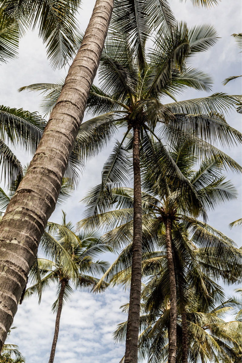 photograph of bali palm tress
