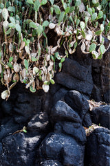 photograph of lava rocks and cactus