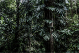 photograph of bali jungle by sheila man