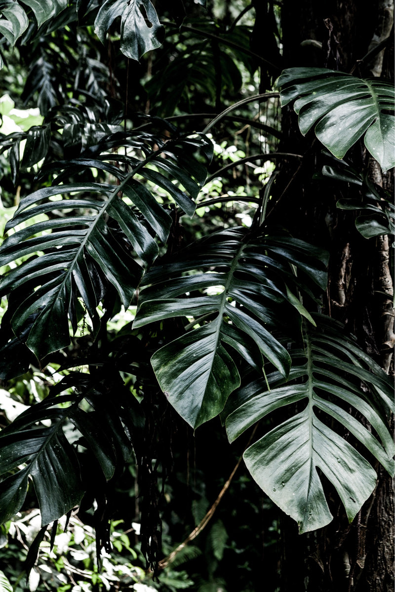 photograph of the bali jungle