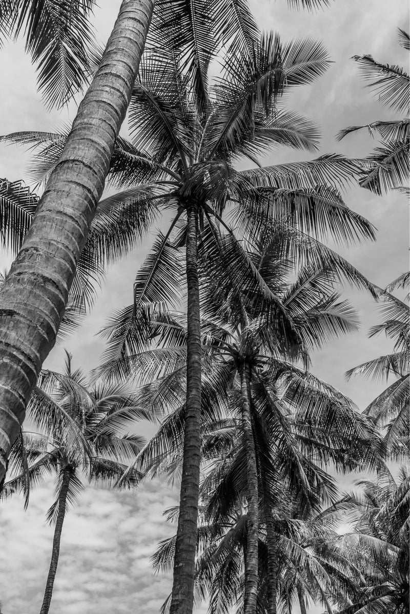 bali photograph black and white palm tree 