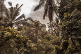 photograph of the bali jungle by sheila man