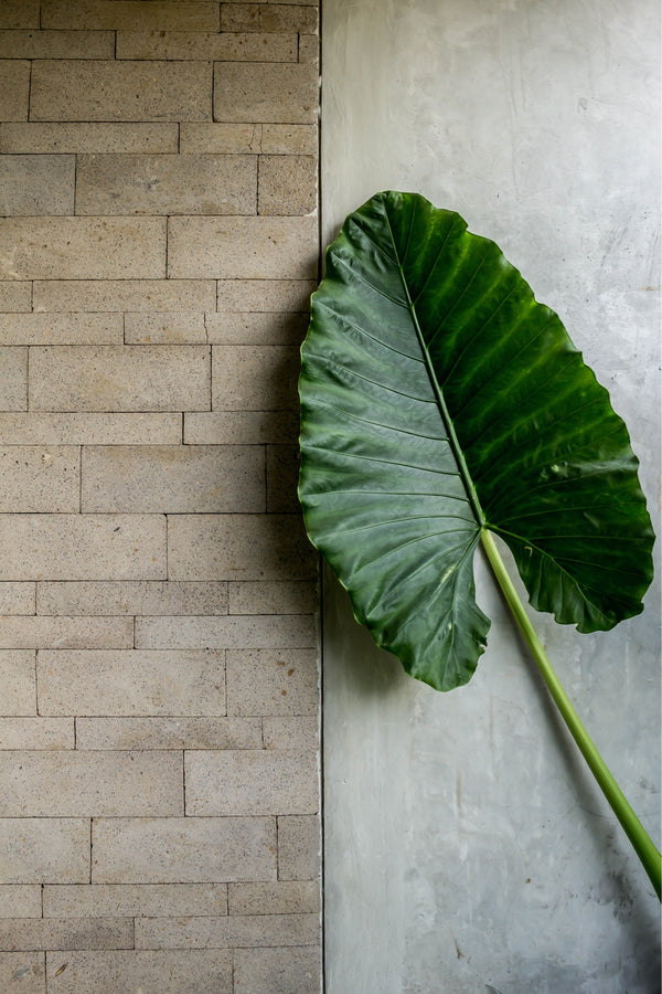 minimalistic photograph by sheila man of a green leave in front of a concrete wall