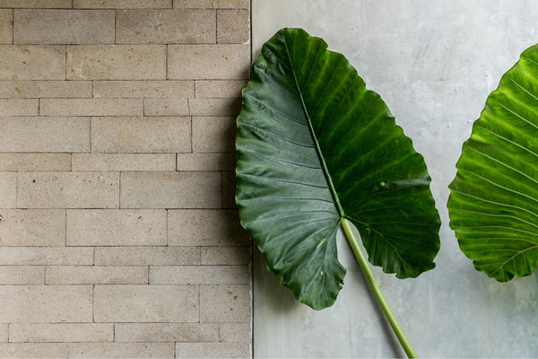 photograph of big leaves in front of a concrete wall