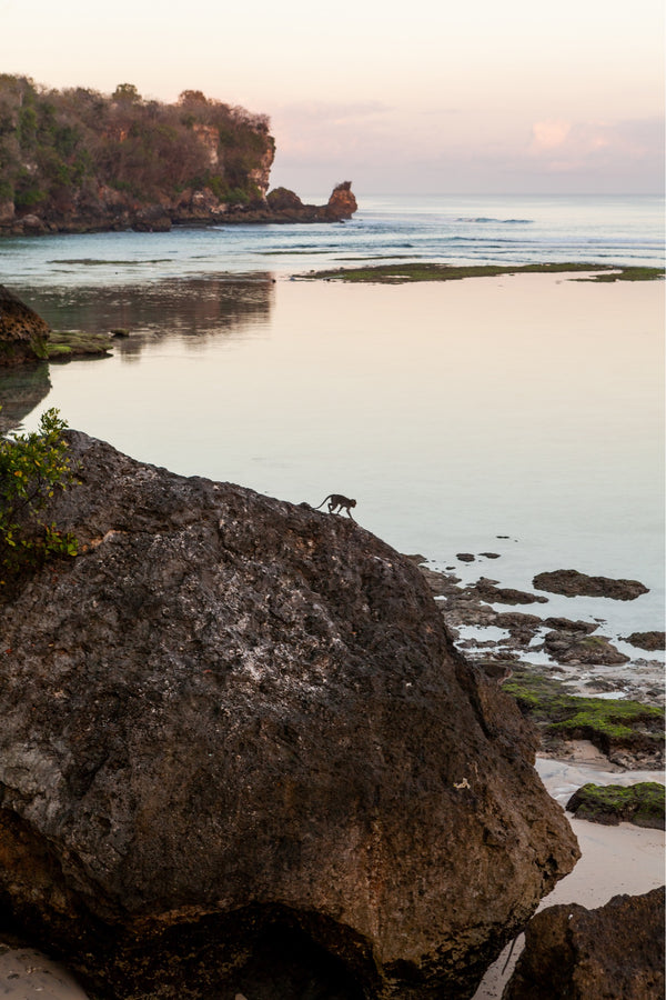 bali poster with monkey on a rock at sunset time